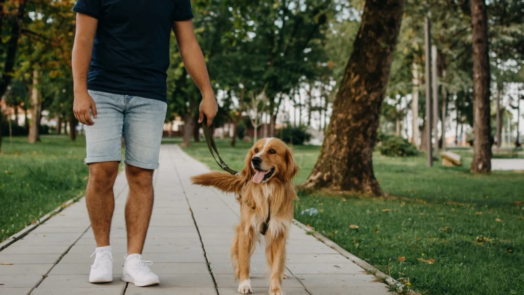 Como iniciar na profissão de pet sitter e passeador